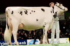 fotogalerie-cat3-84-bons_holsteins_dikkie_161_blitz1112100237