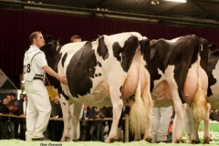 fotogalerie-cat3-86-bons_holsteins_ella_158_mailing1112100168