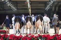 champions-holstein_151212-0001