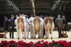 champions-red-holstein_151212-1000