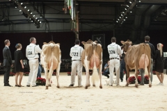 juniorchampions-red-holstein_151212-0001