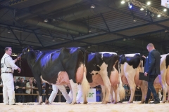 bons_holsteins_koba_191_jasper_0261