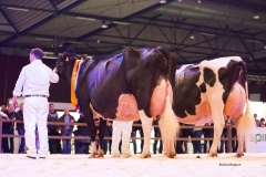 bons_holsteins_koba_191_jasper_0303