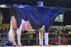 bons_holsteins_koba_202_jasper_0317