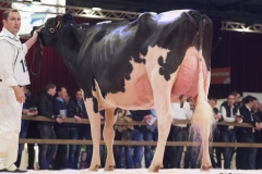 bons_holsteins_koba_219_lauthority_