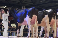 hc_okadabra_goldwyn_016