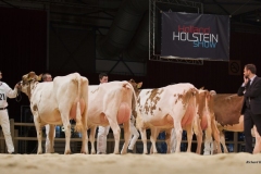 huntje_holstein_anemoon_147_0654