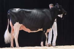 bons_holsteins_koba_226_lauthority_0029