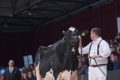 bons_holsteins_koba_219_lauthority_200