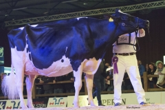 bons_holsteins_koba_219_lauthority_215