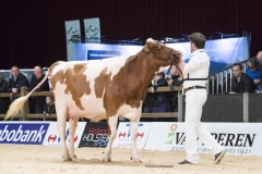 jimm-holsteins-venetie-30-absolute_181208-0100