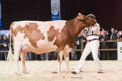 jimm-holsteins-venetie-30-absolute_181208-0103