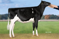 New-Moore-Succes-Esme-152-Impression-NL733754094-catnr5