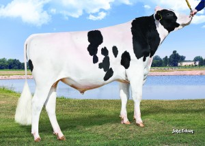 WWS Nederland shows daughtergroup of Mountfield SSI DCY Mogul at the HHH show