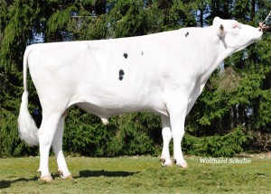 Masterrind Holland shows daughtergroup of Poppe Snow RC on HHH show