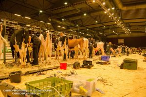 De Holland Holstein sHow blijft groeien!