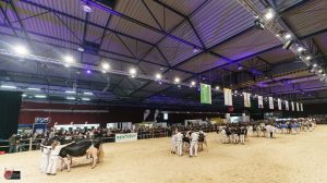 Videokeuring van bedrijfscollecties als alternatief voor de Holland Holstein sHow 2020