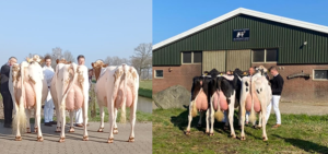 Holland Holstein cHampionship