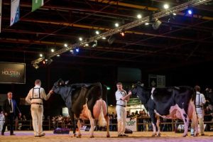Ruim 300 koeien en 140 Young Breeders aangemeld voor HHH-show