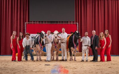 Uitslagen Holland Holstein sHow 2024